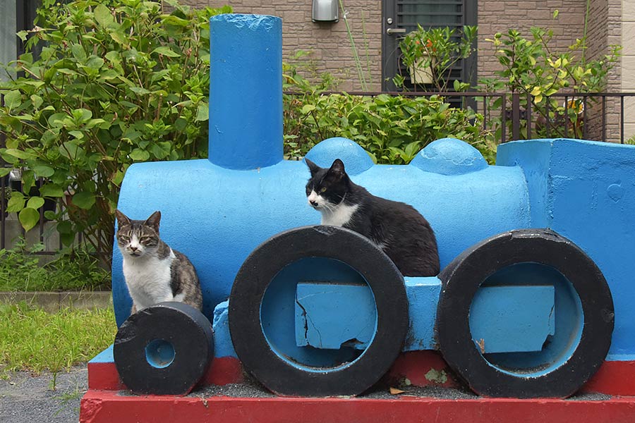 街のねこたち