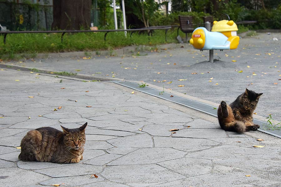 街のねこたち
