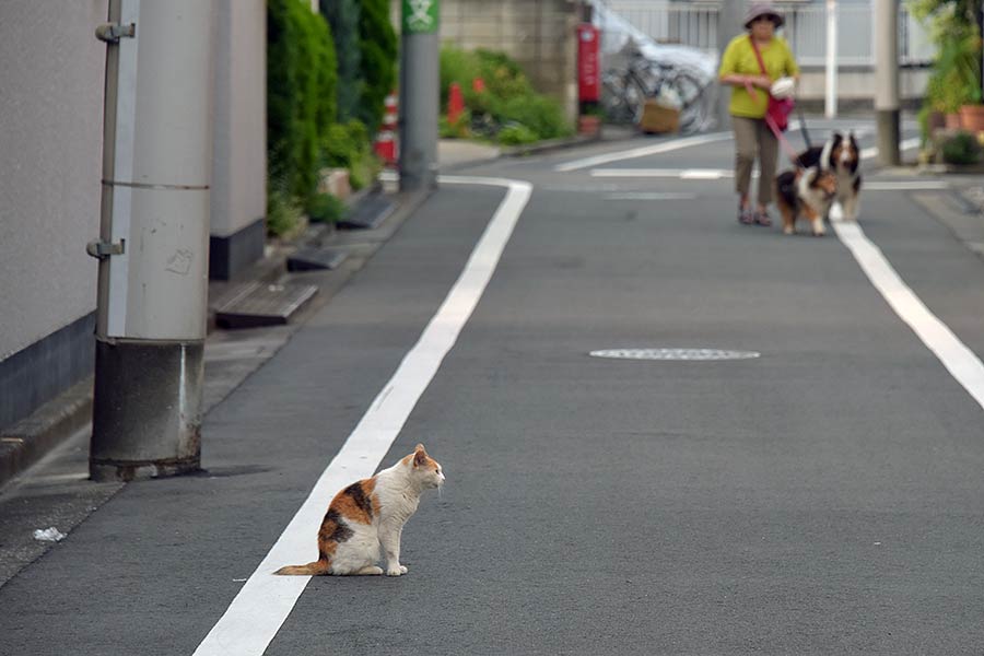 街のねこたち