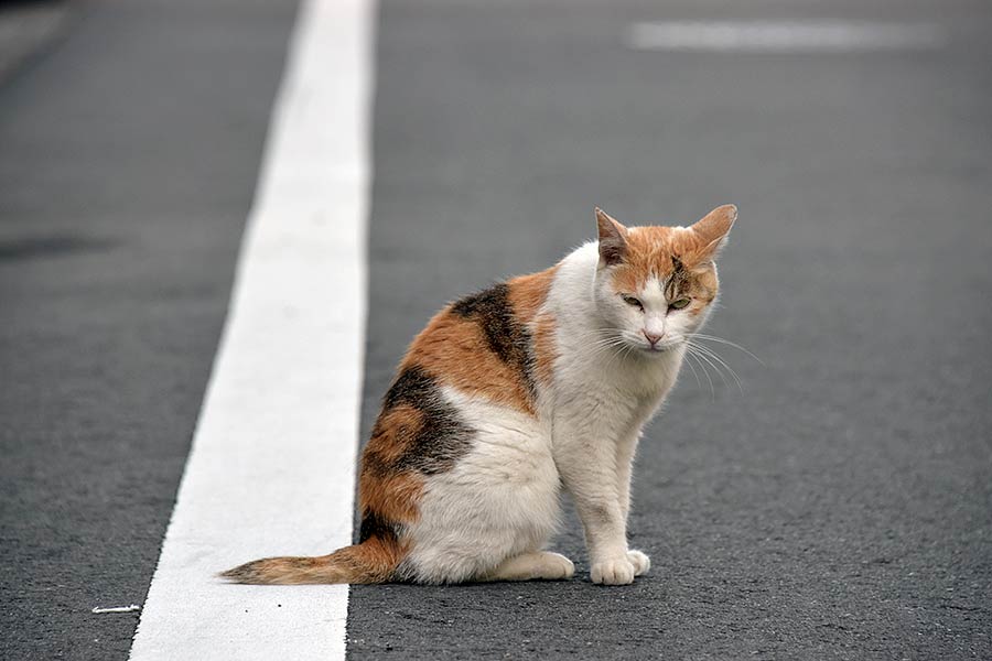 街のねこたち