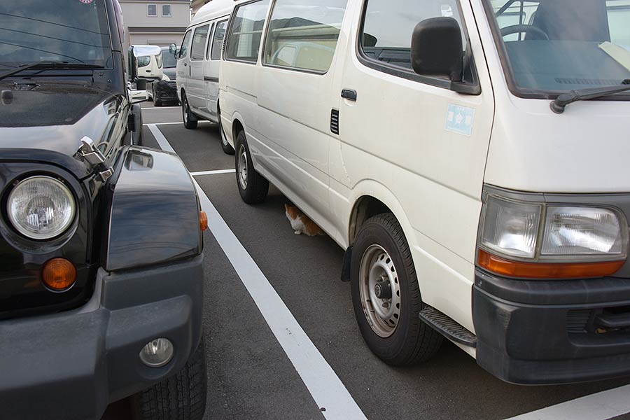 街のねこたち