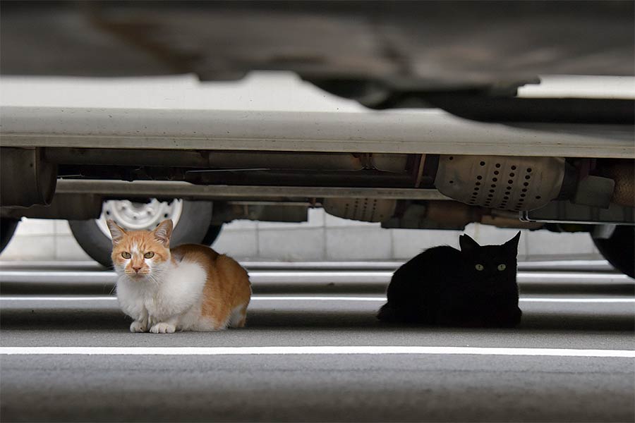 街のねこたち
