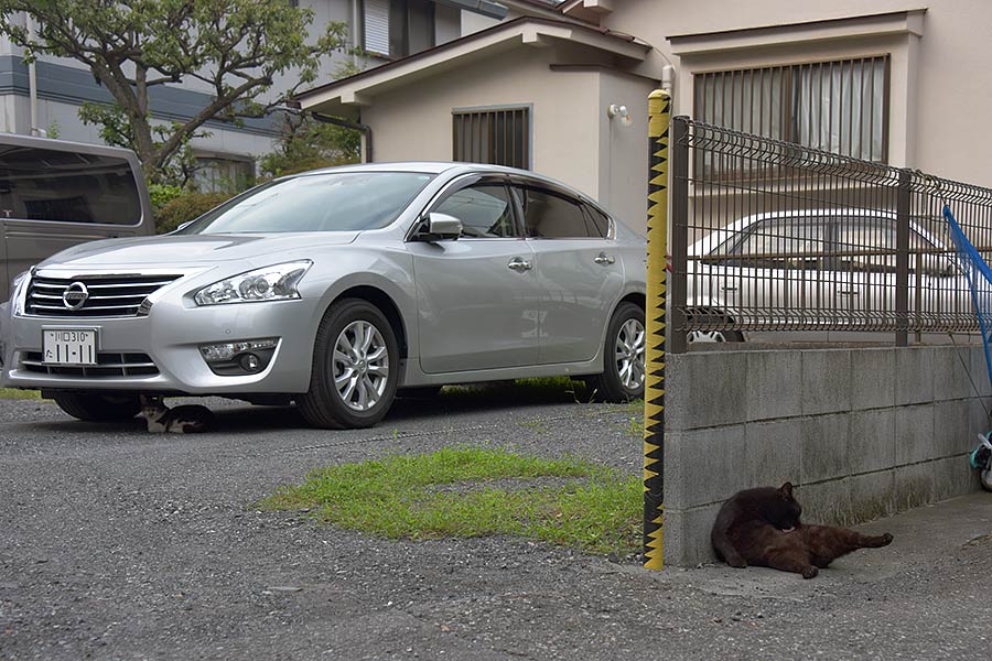 街のねこたち