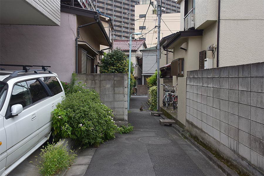 街のねこたち