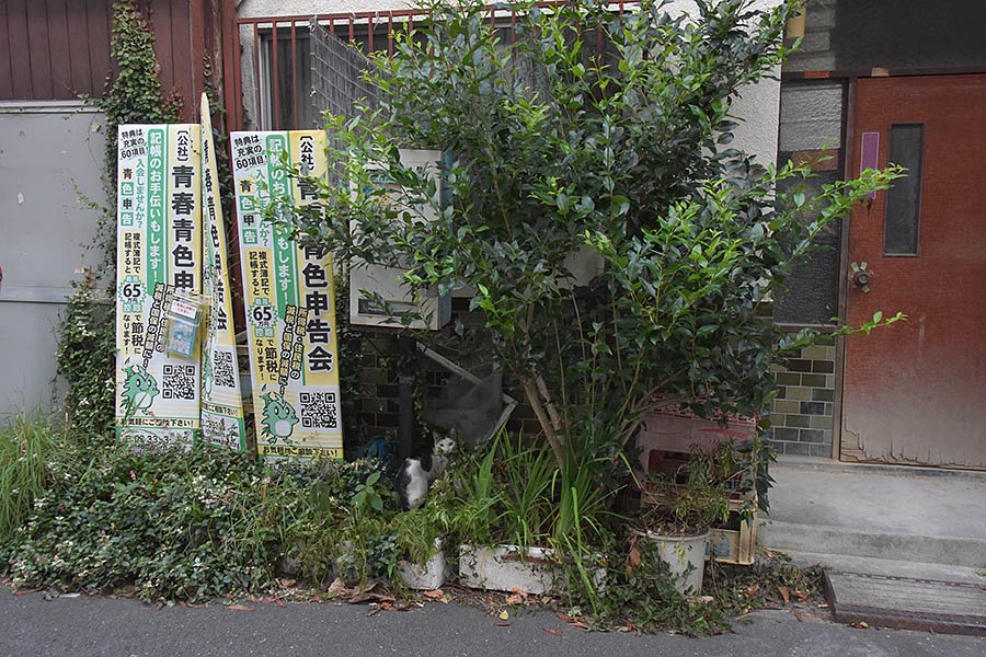 街のねこたち