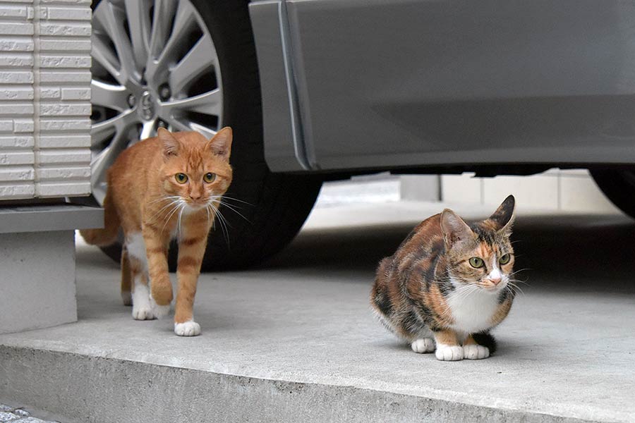 街のねこたち