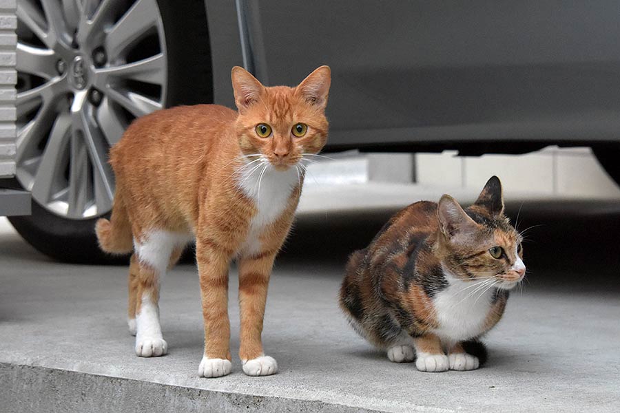街のねこたち