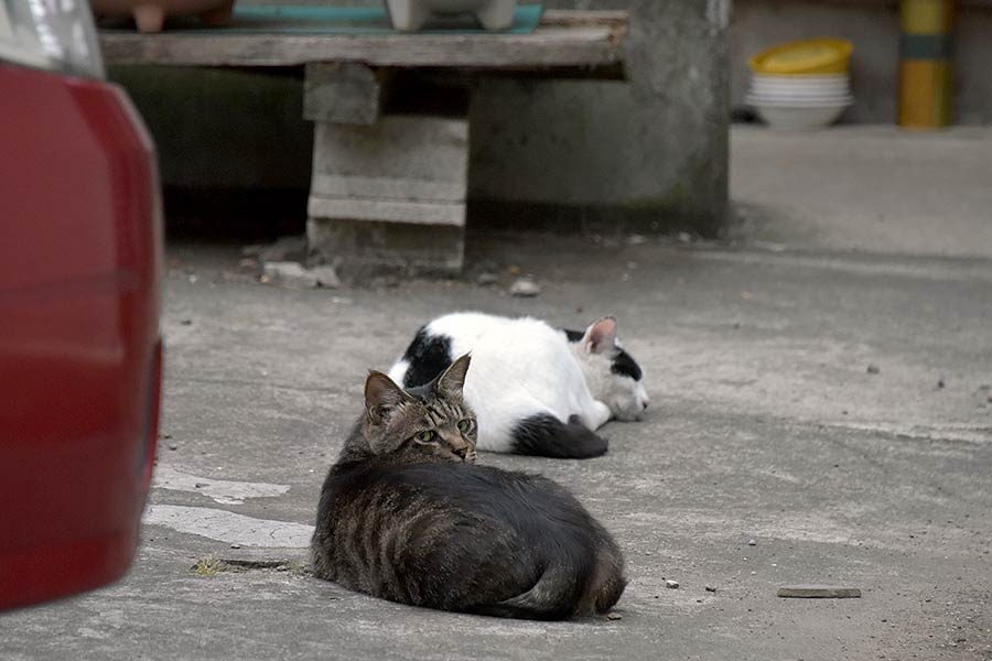 街のねこたち