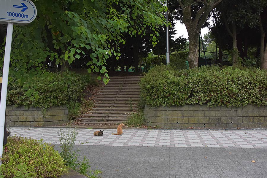 街のねこたち