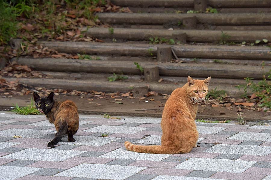 街のねこたち