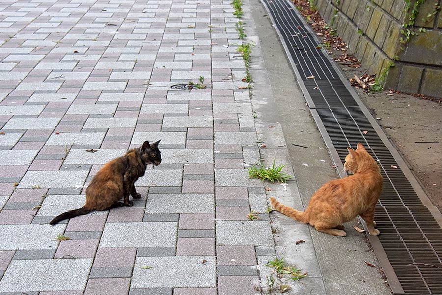 街のねこたち