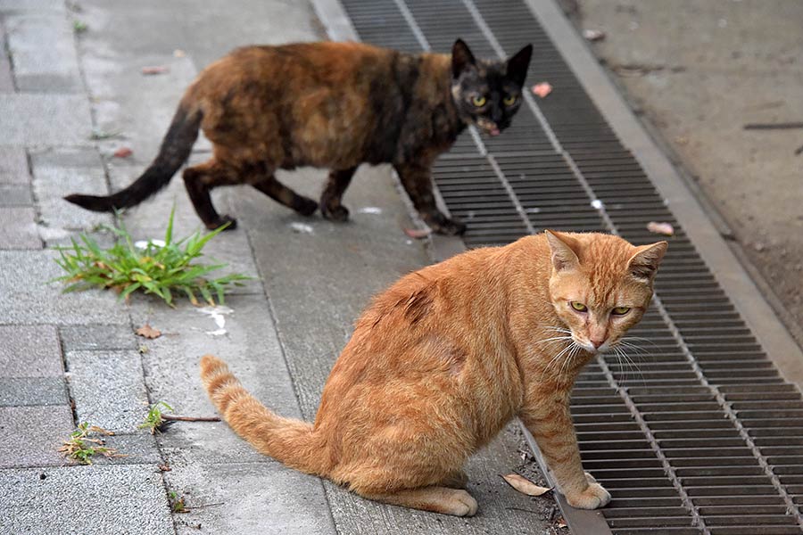 街のねこたち
