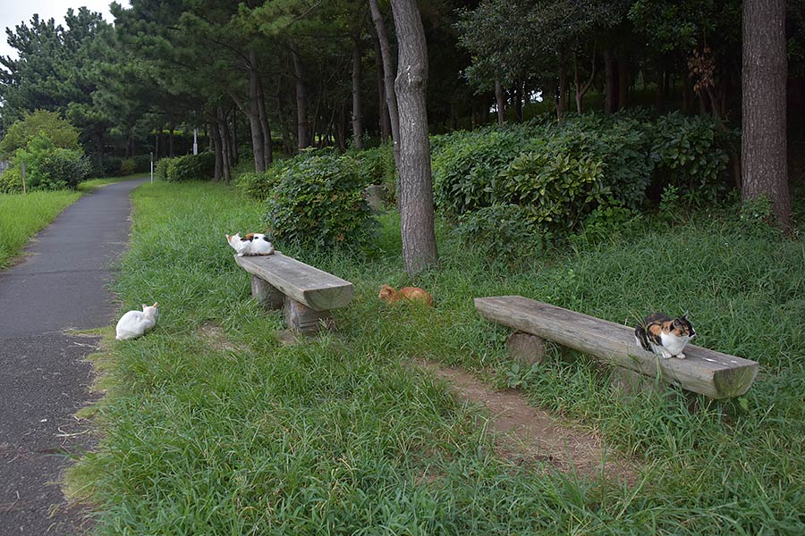 街のねこたち