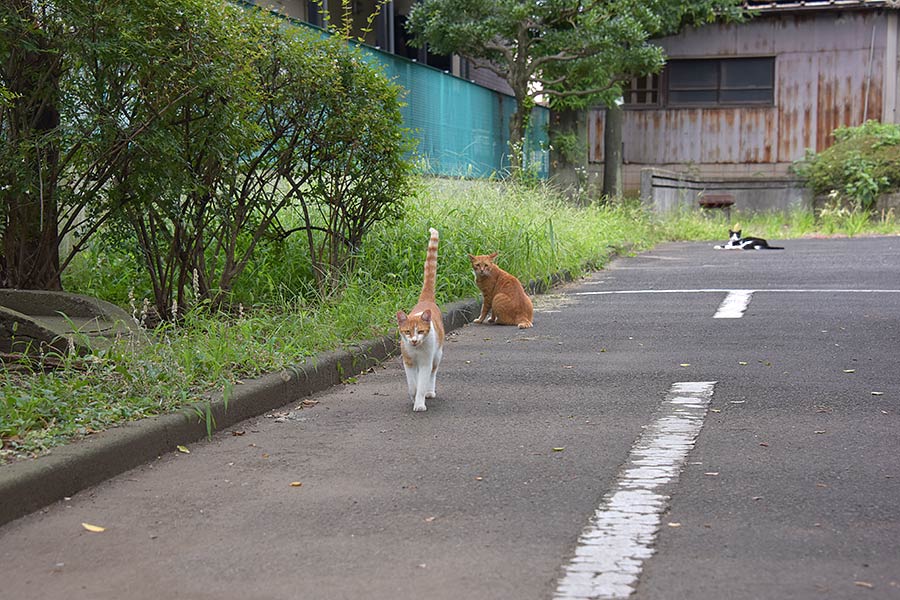 街のねこたち