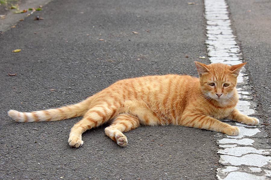 街のねこたち