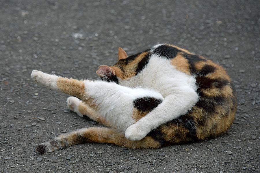 街のねこたち