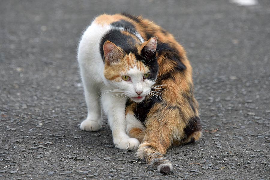街のねこたち