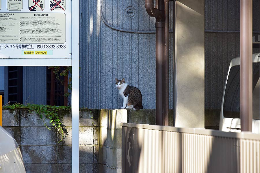 街のねこたち