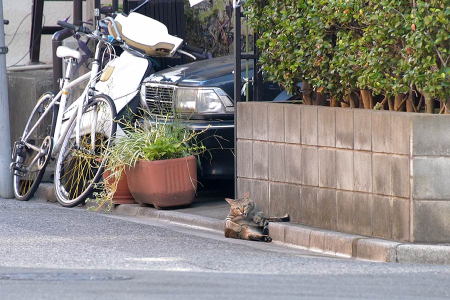 街のねこたち