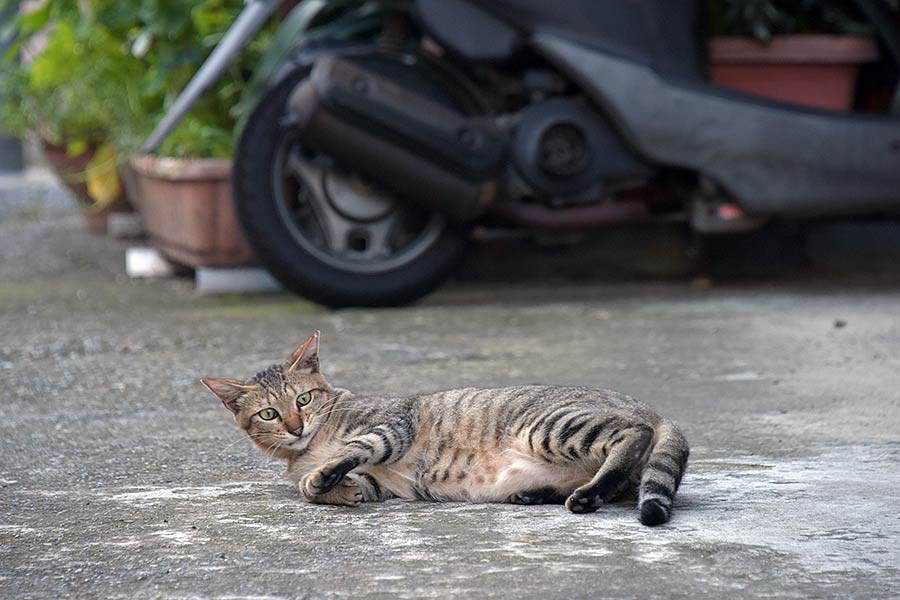 街のねこたち