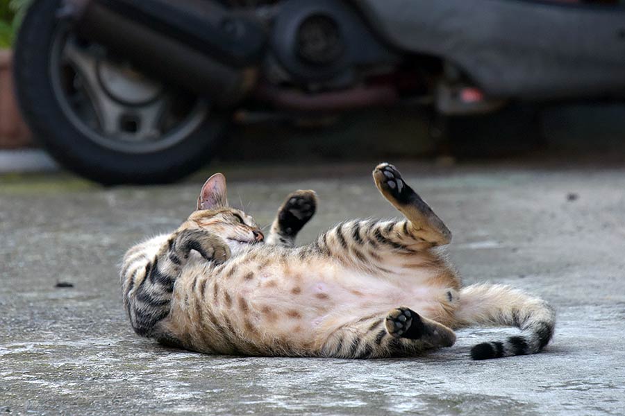 街のねこたち