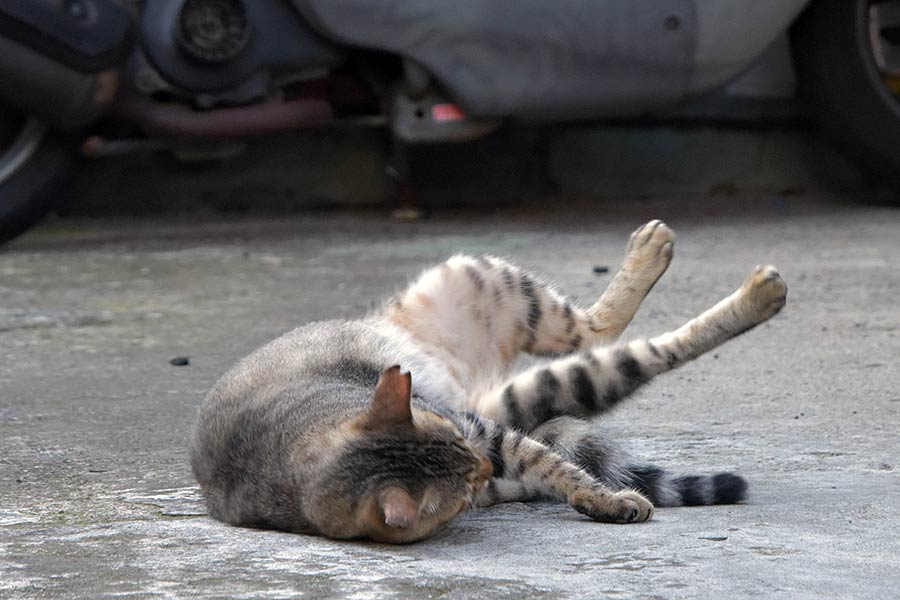 街のねこたち