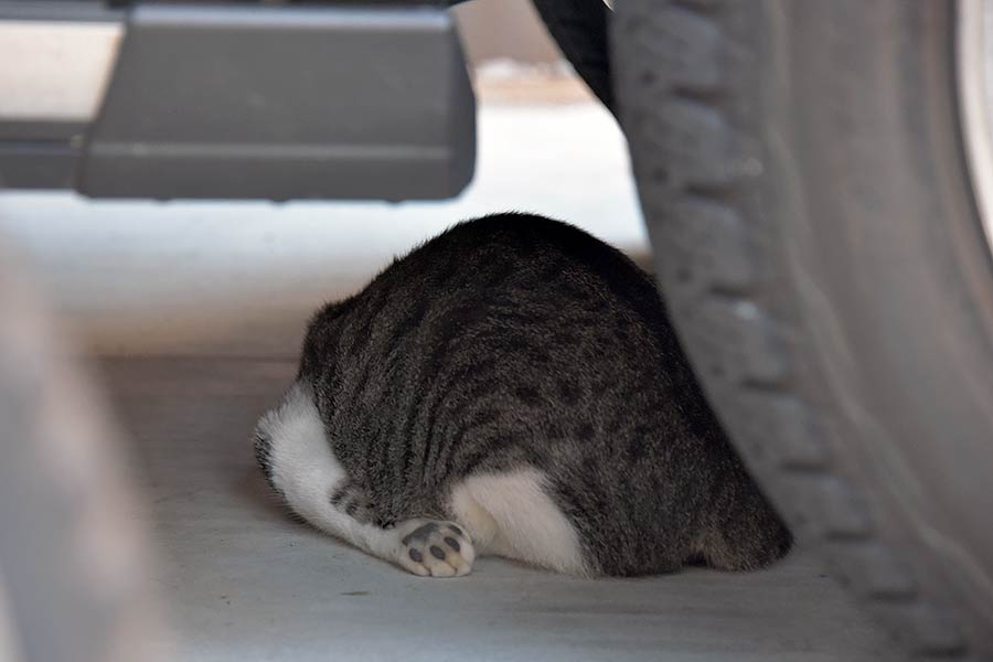 街のねこたち