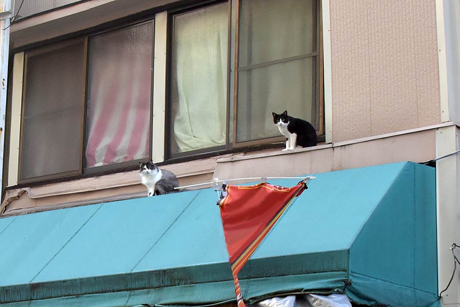 街のねこたち