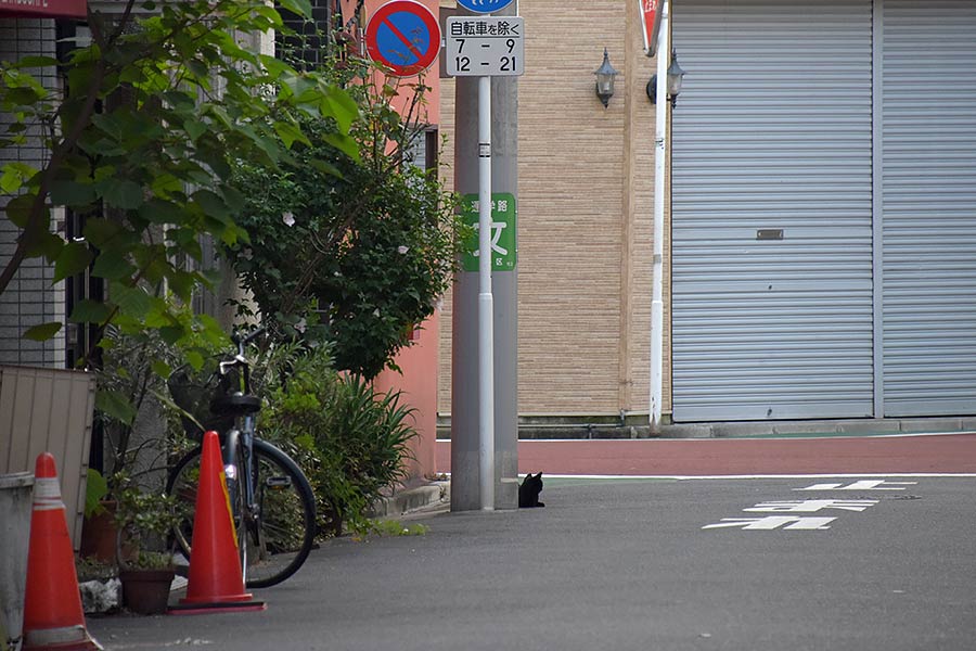街のねこたち