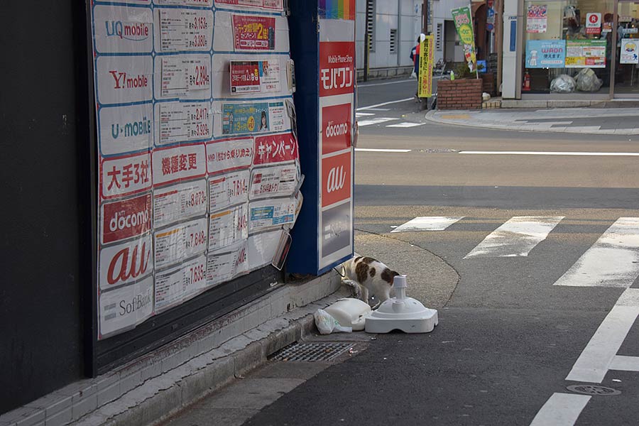 街のねこたち