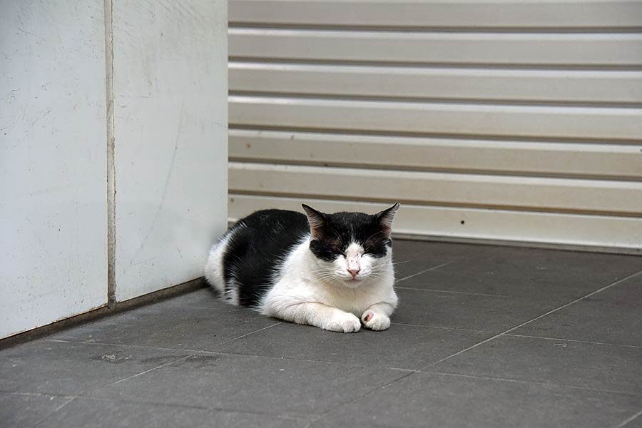 街のねこたち