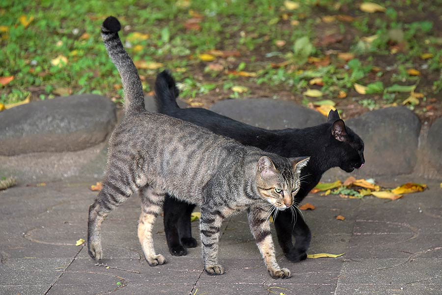 街のねこたち