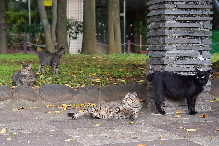 街のねこたち