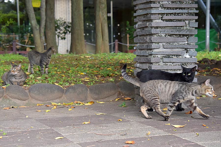 街のねこたち