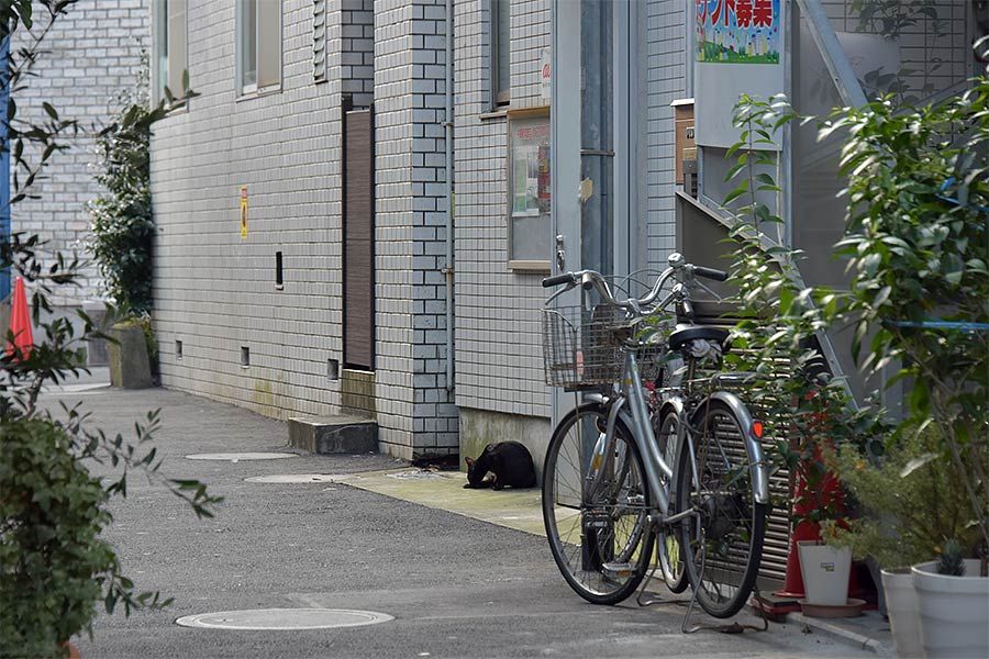 街のねこたち