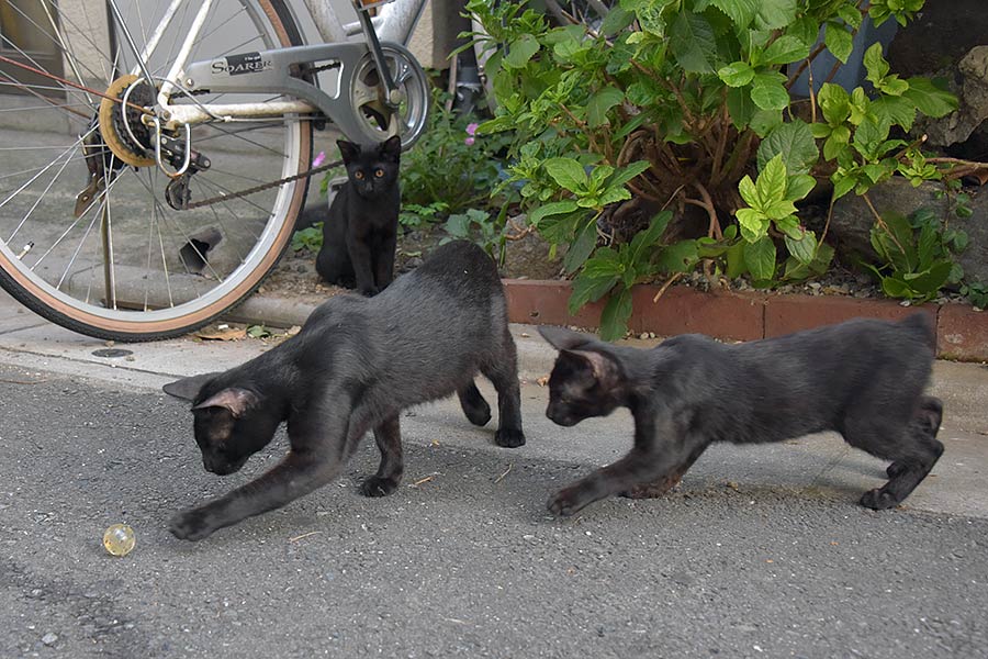 街のねこたち