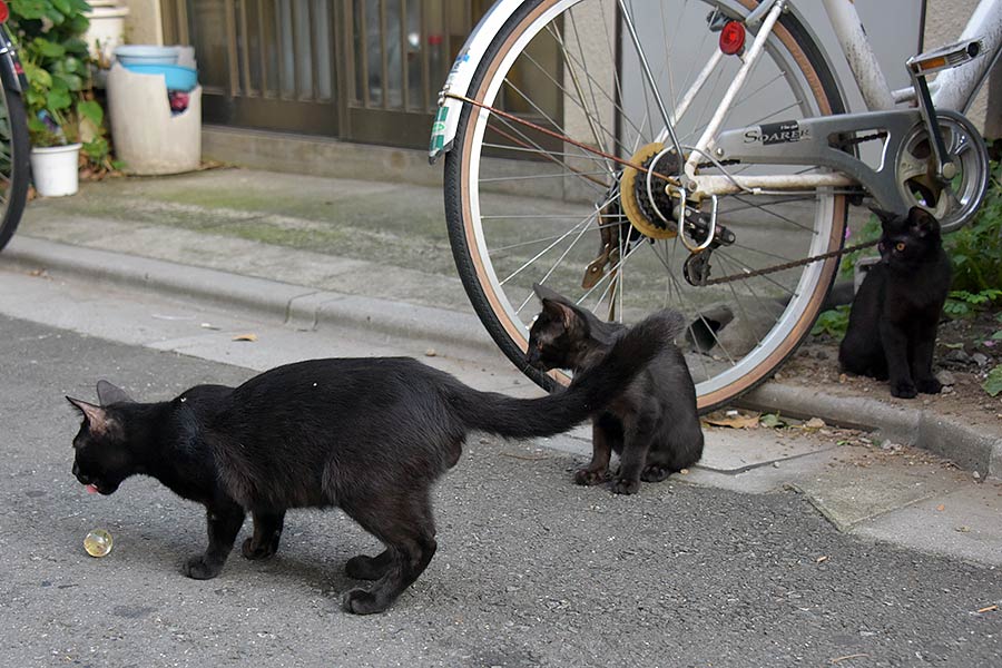 街のねこたち