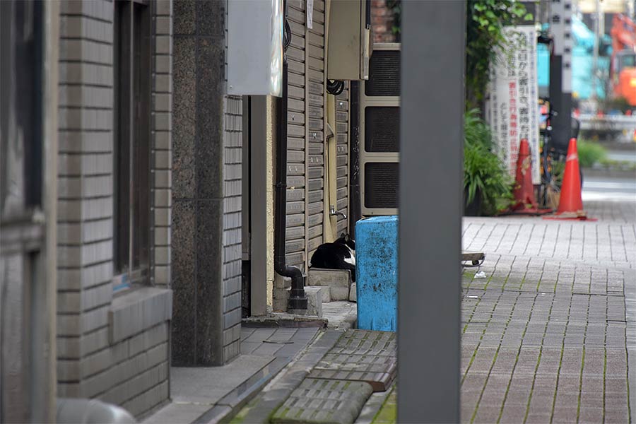 街のねこたち