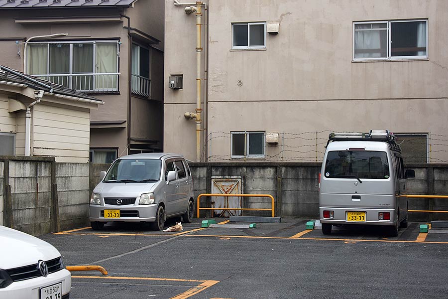 街のねこたち