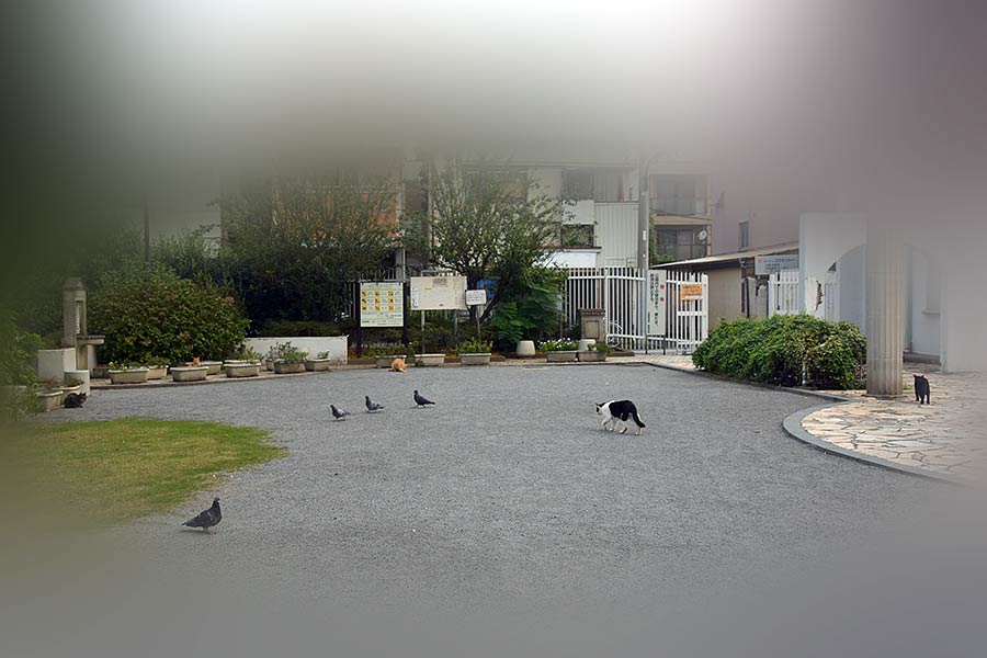 街のねこたち