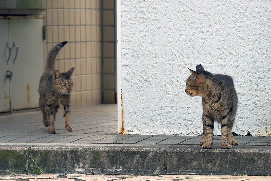 街のねこたち