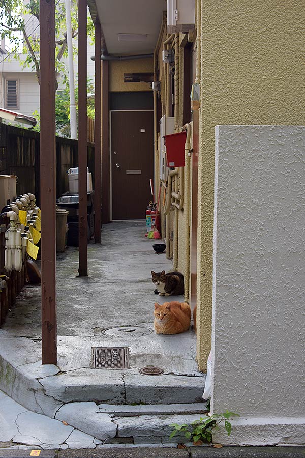 街のねこたち