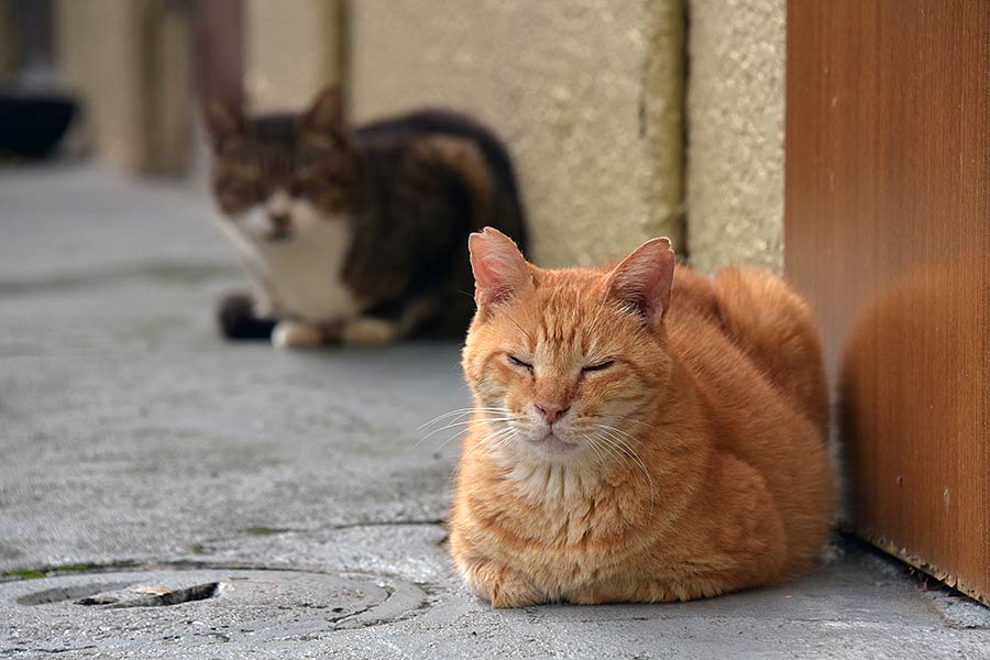 街のねこたち