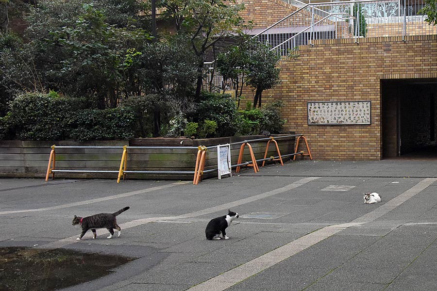 街のねこたち