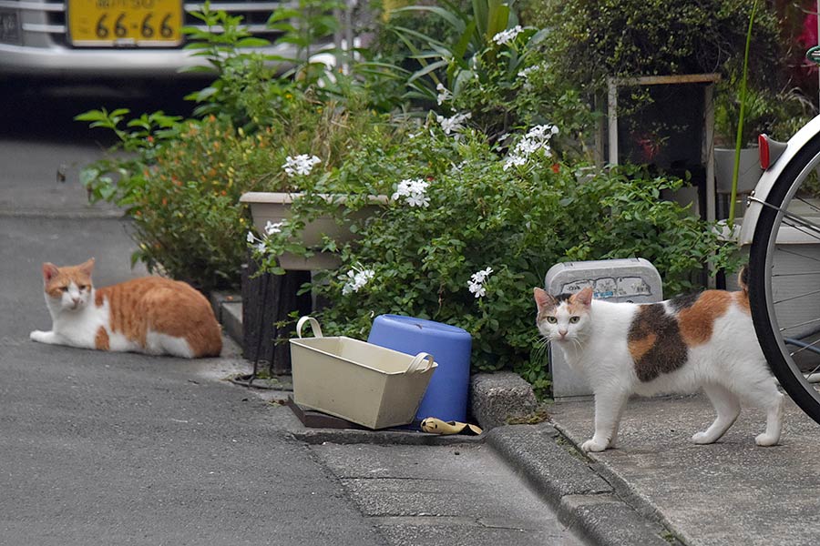 街のねこたち