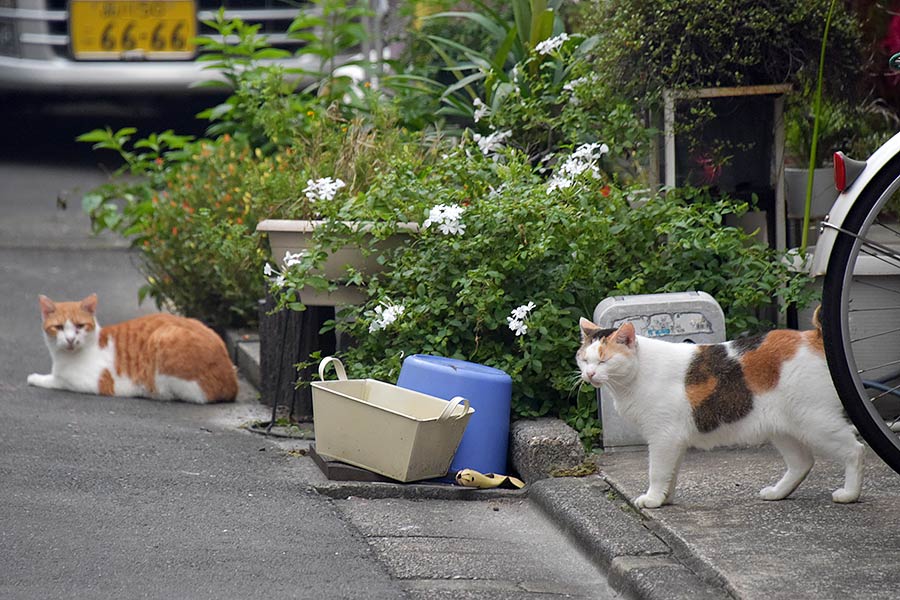 街のねこたち