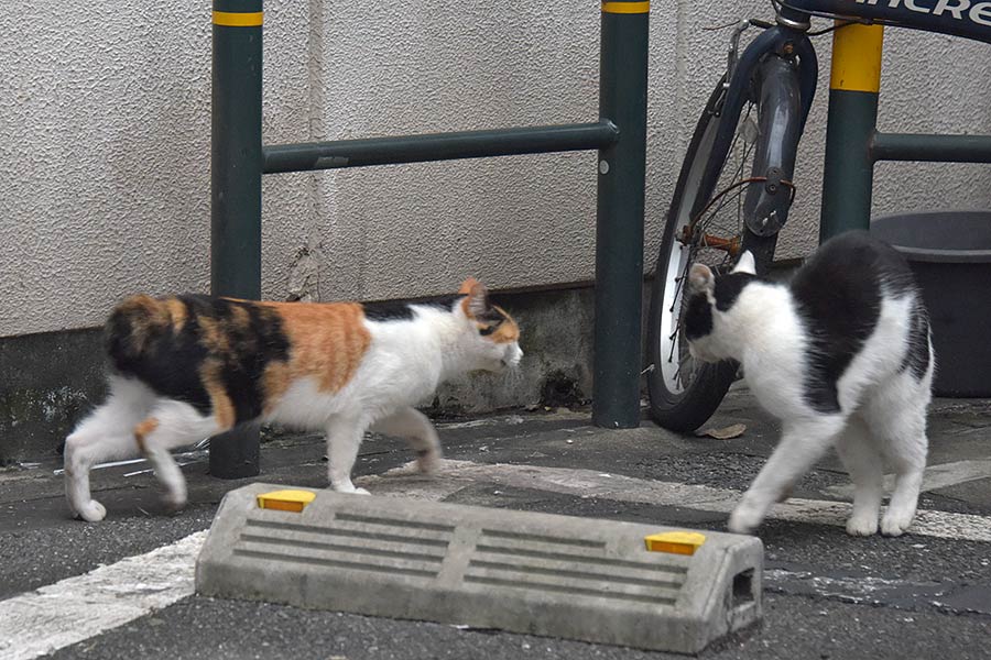 街のねこたち