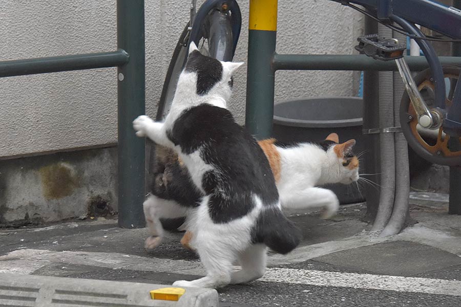 街のねこたち