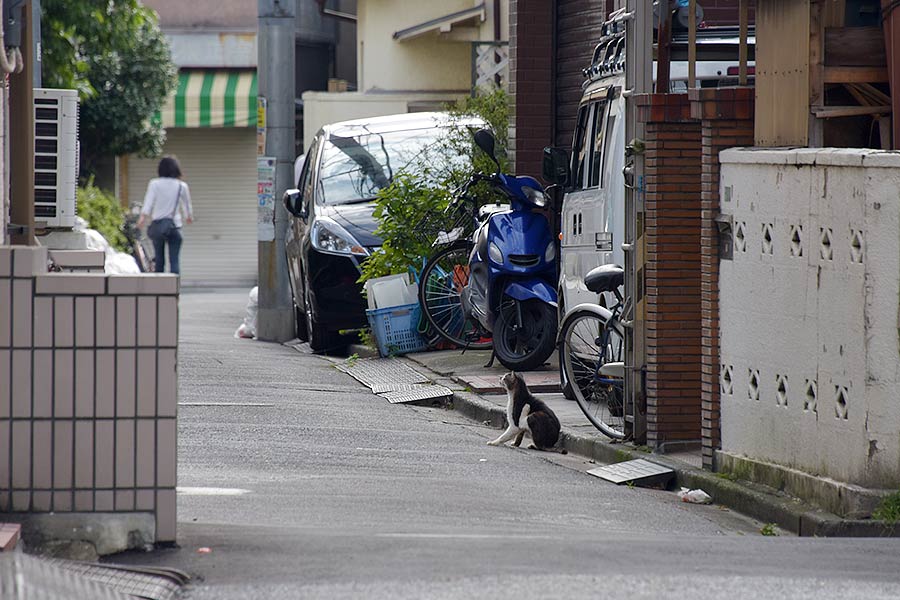 街のねこたち