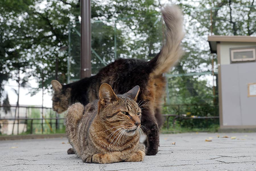 街のねこたち